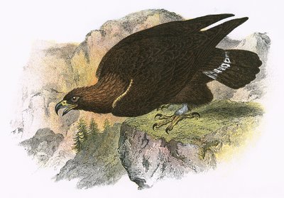 Steinadler von English School